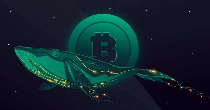 ballenas Bitcoin