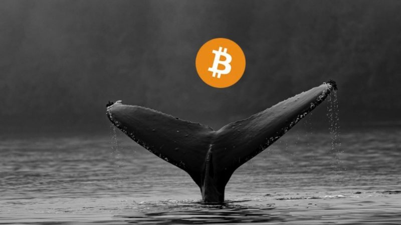 ballena-bitcoin